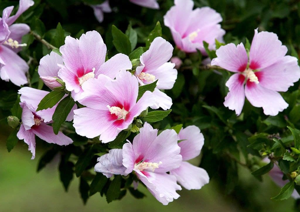 Мугунґва: національна квітка Кореї